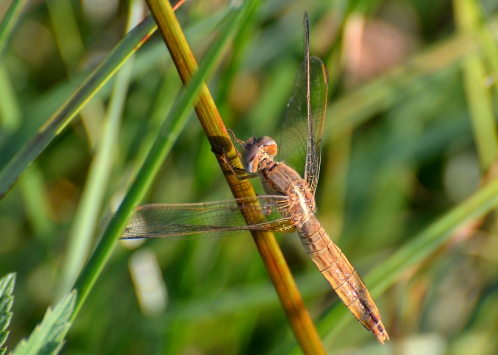 Libellula